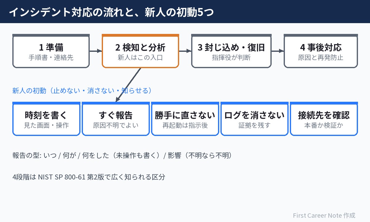 インシデント対応の4段階(準備・検知と分析・封じ込めと復旧・事後対応)のうち新人は検知と分析の入口を担うことと、新人の初動5つ(時刻を書く・すぐ報告・勝手に直さない・ログを消さない・接続先を確認)、報告の型(いつ・何が・何をした・影響)を並べた図